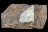 Fossil Ginkgo Leaf From North Dakota - Paleocene #80806-1
